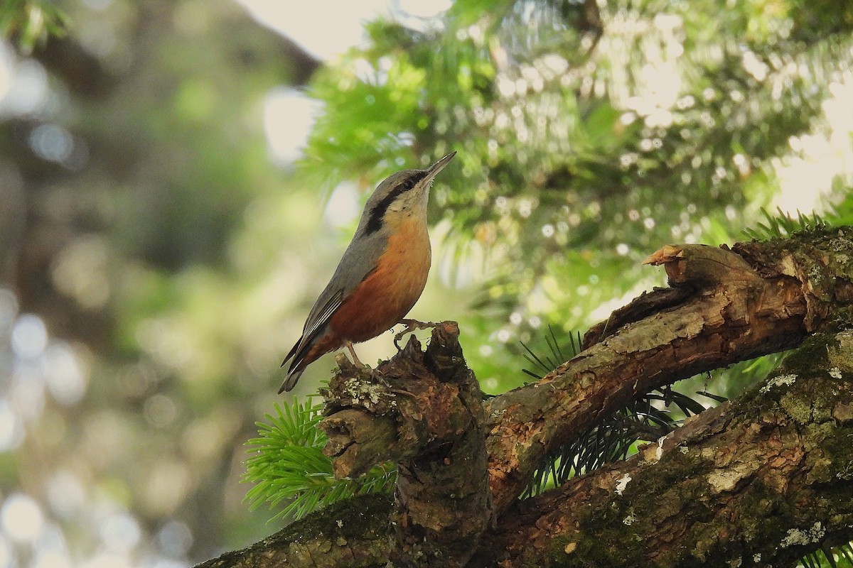 brhlík kašmírský - ML646841964