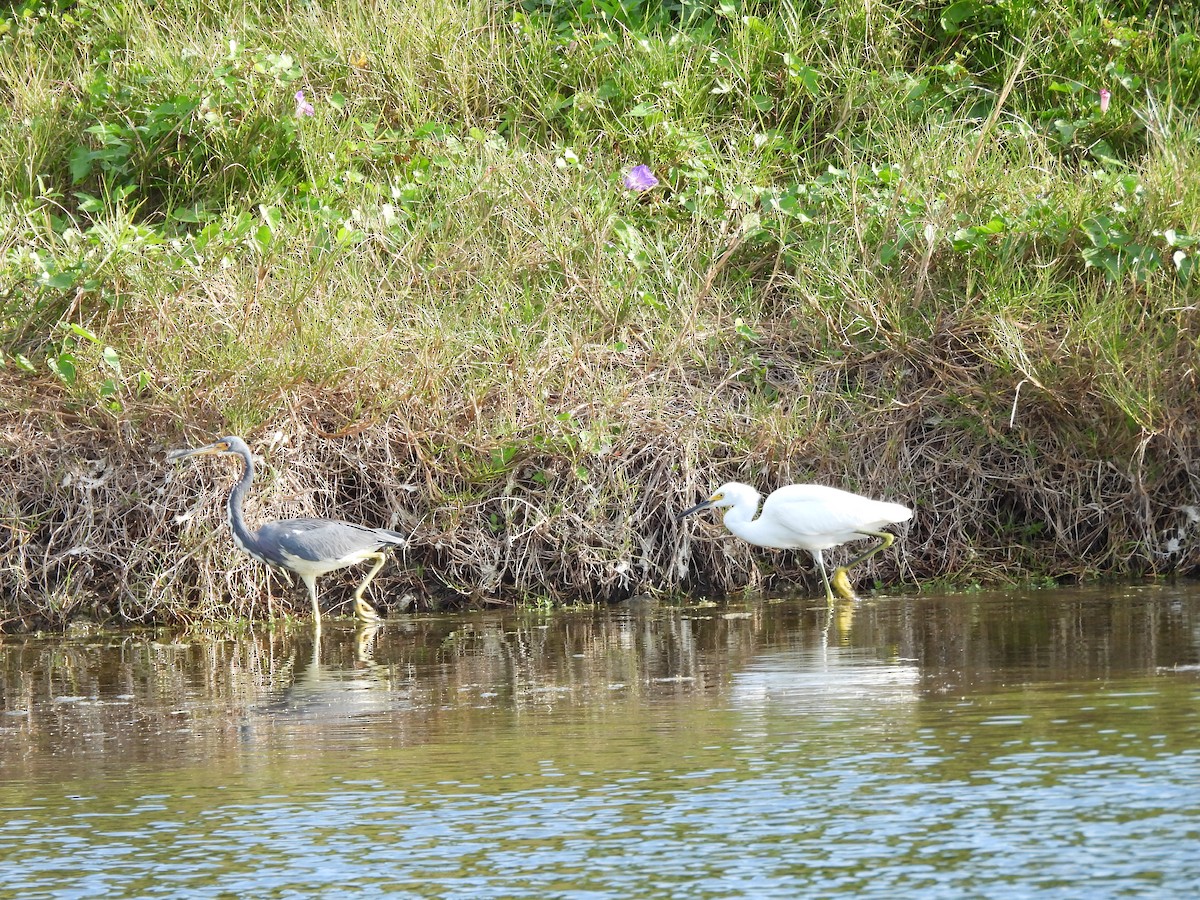 ユキコサギ - ML646841966