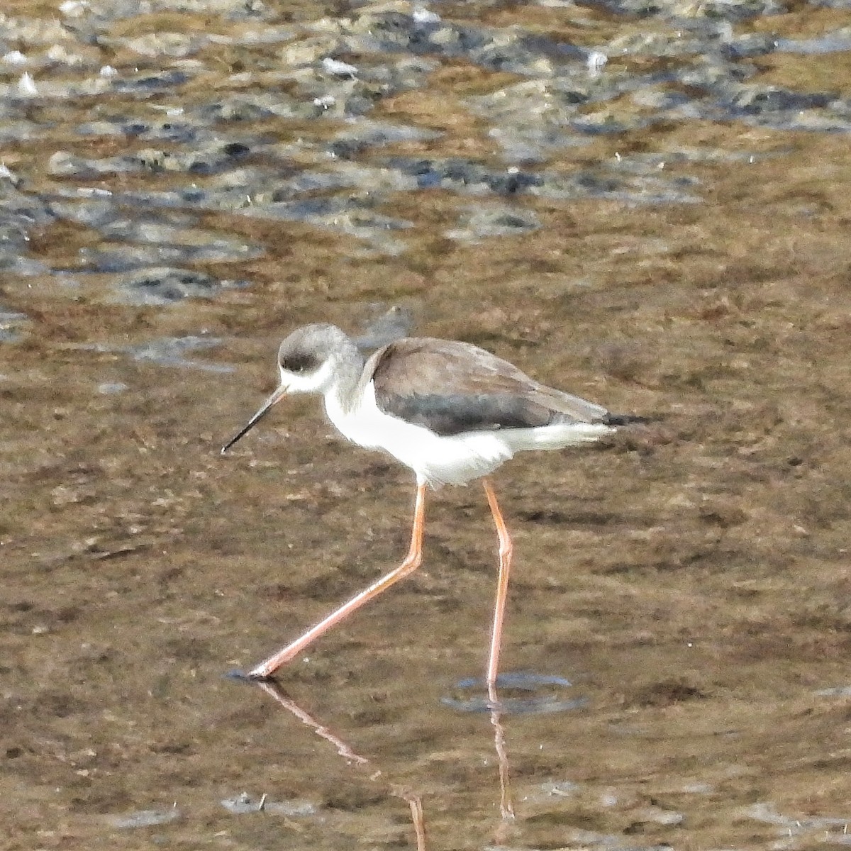 Black-winged Stilt - ML646841969