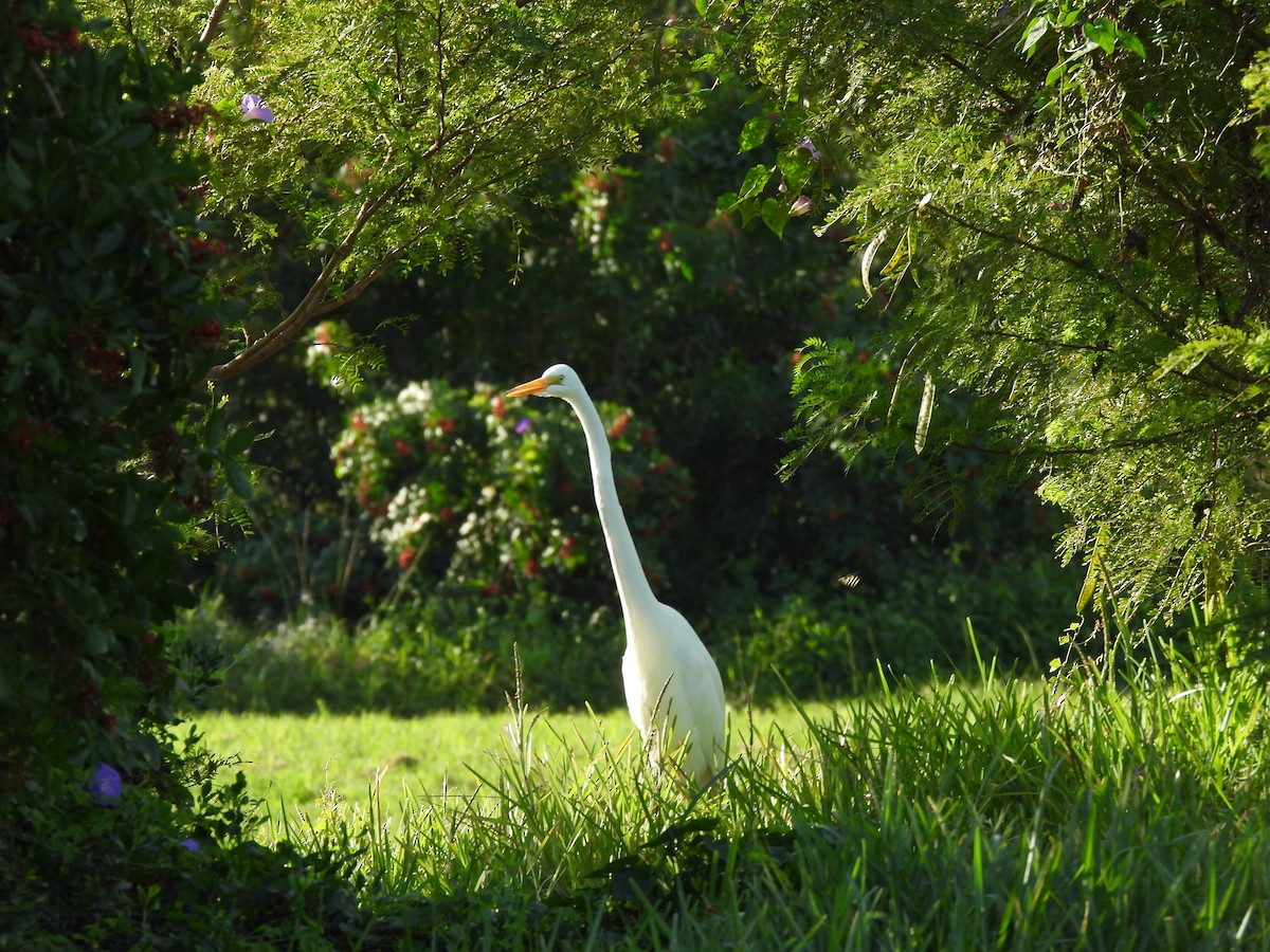 Koartza zuria - ML646841973