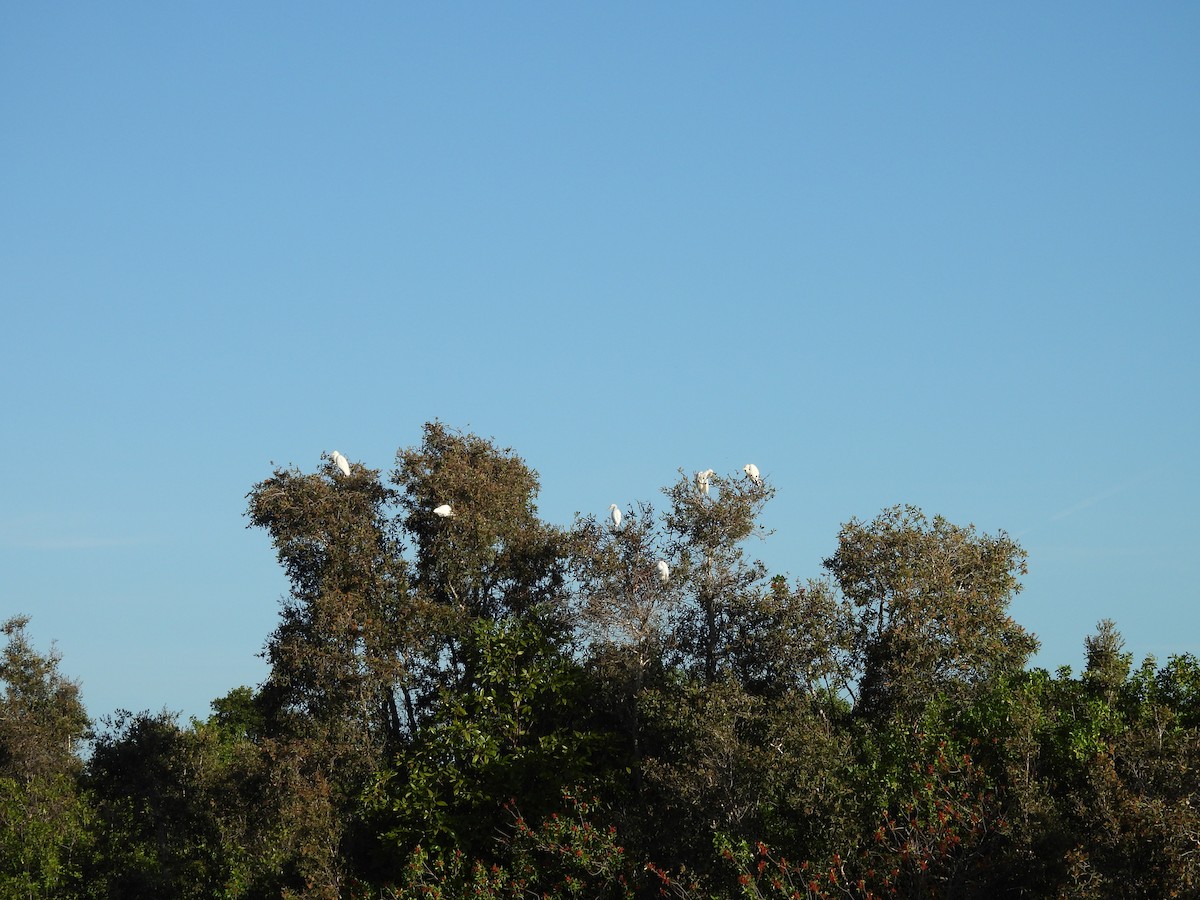 Koartza zuria - ML646841974