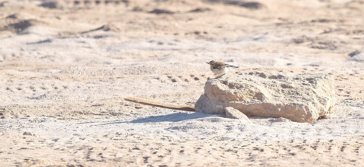 穗䳭 - ML646841975