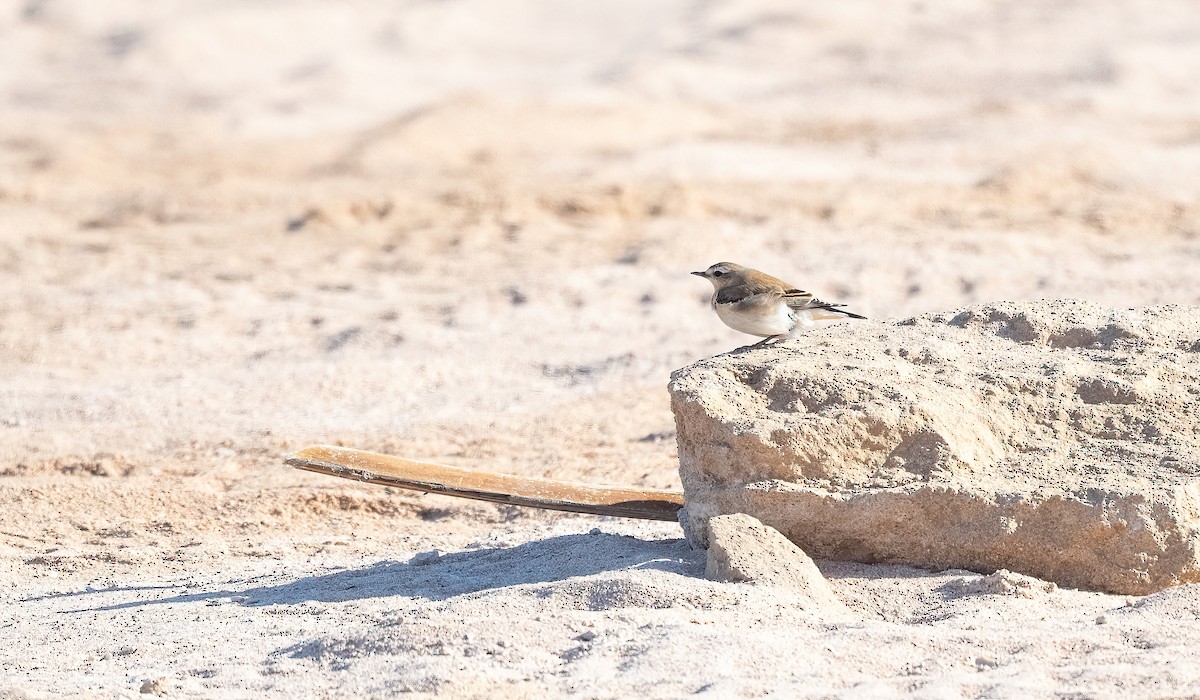 穗䳭 - ML646841978