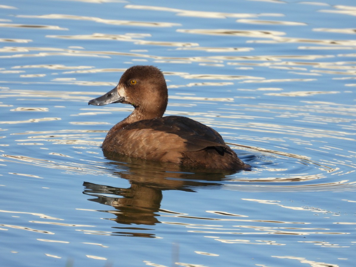 コスズガモ - ML646841979