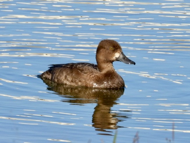 コスズガモ - ML646841980