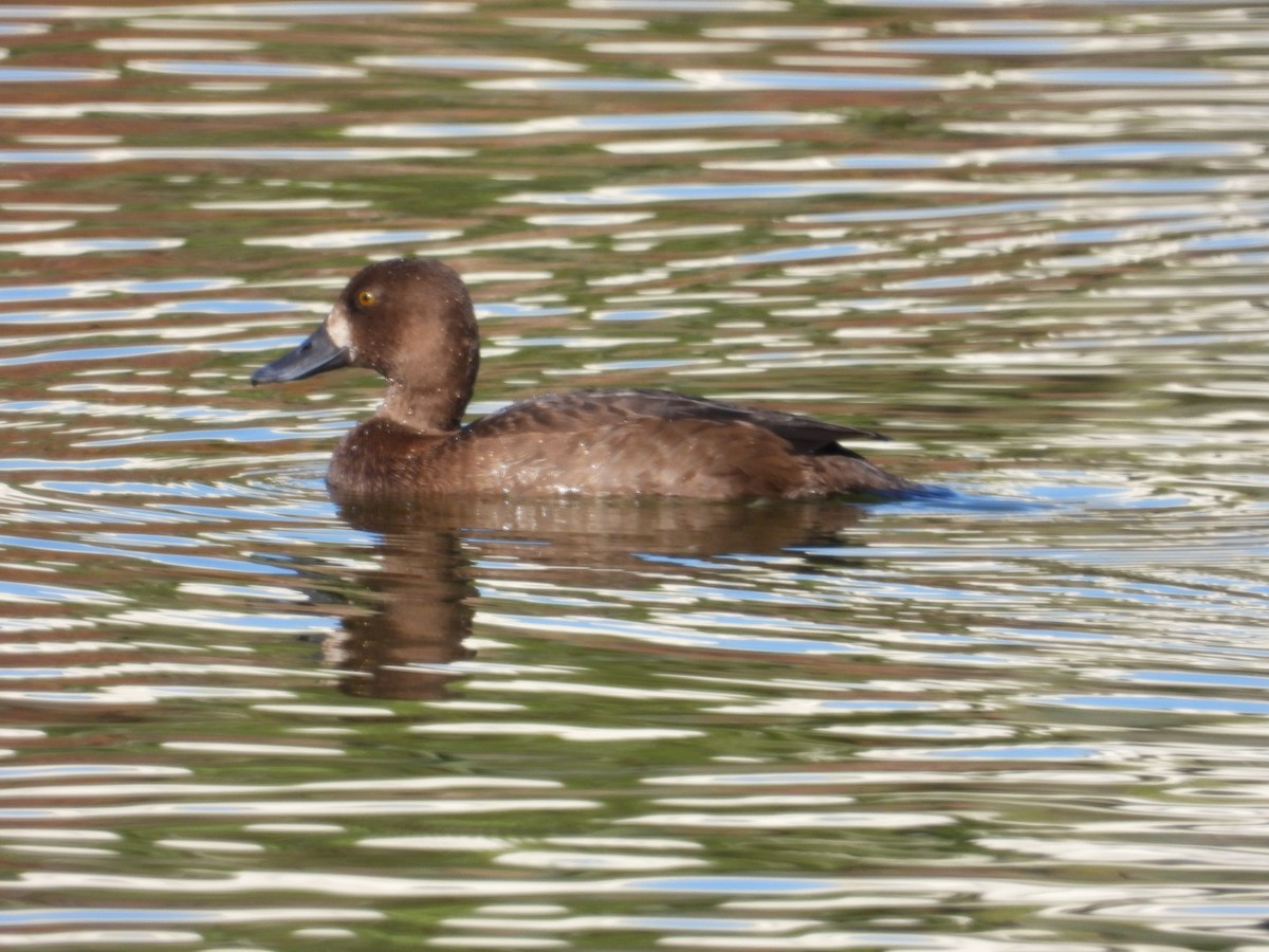 コスズガモ - ML646841981