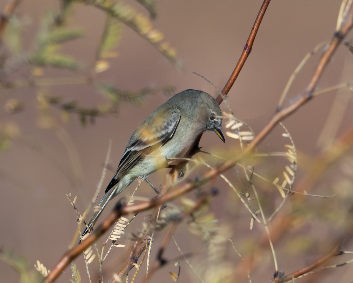 Gray Flycatcher - ML646841982