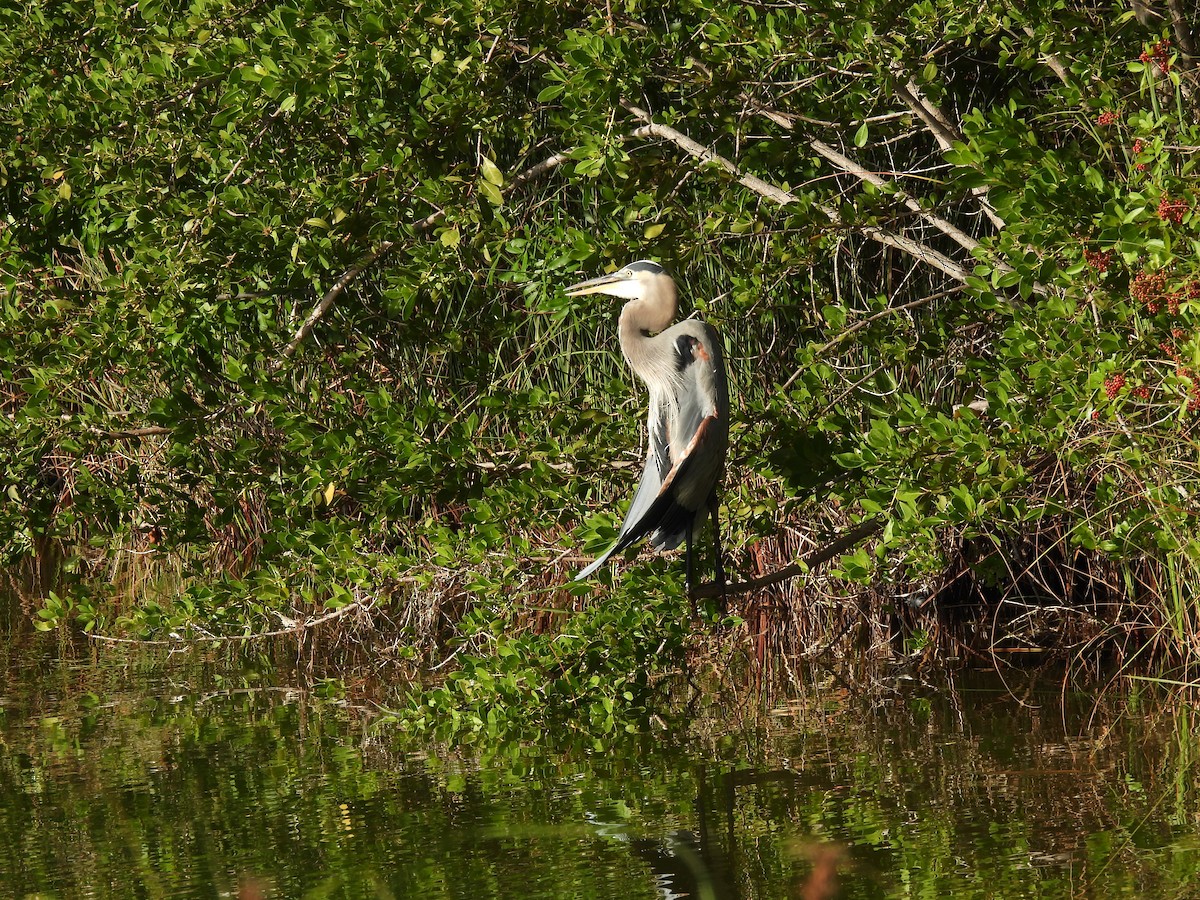 オオアオサギ - ML646841983