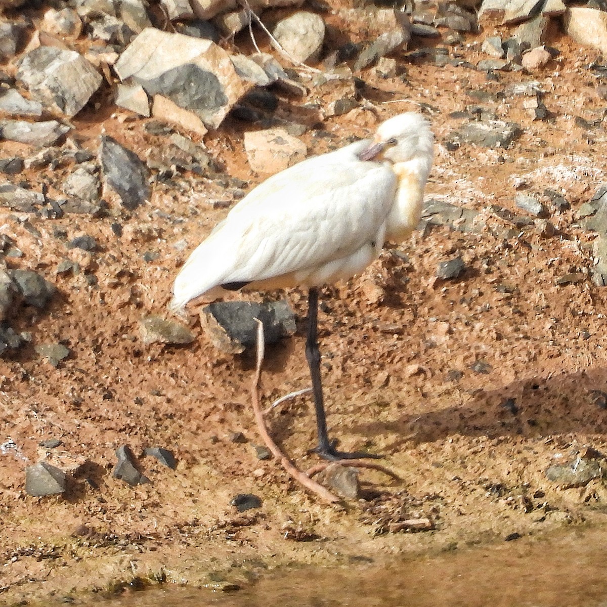 Eurasian Spoonbill - ML646841987
