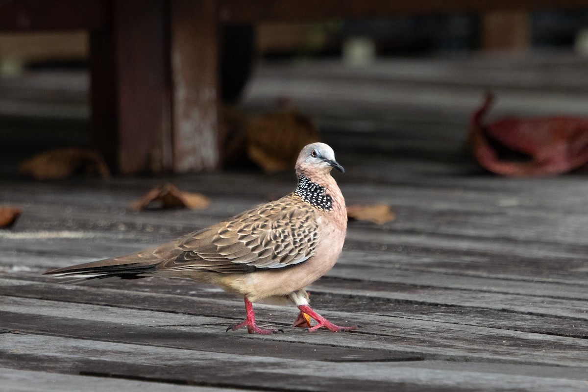 Spotted Dove - ML646841995