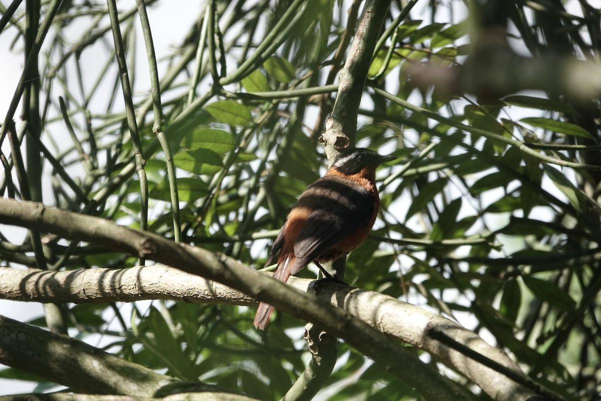 White-browed Robin-Chat - ML646841996