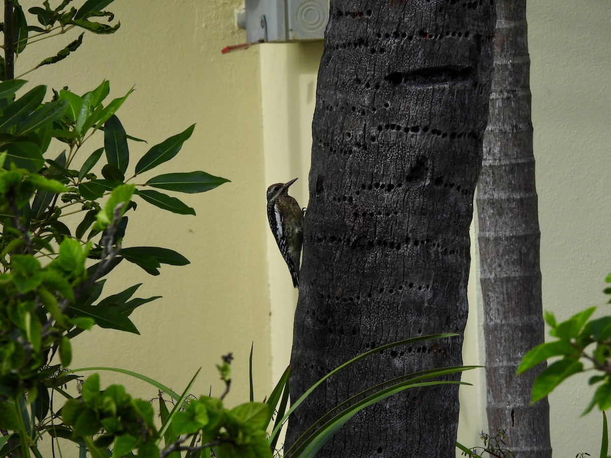 シルスイキツツキ - ML646841997