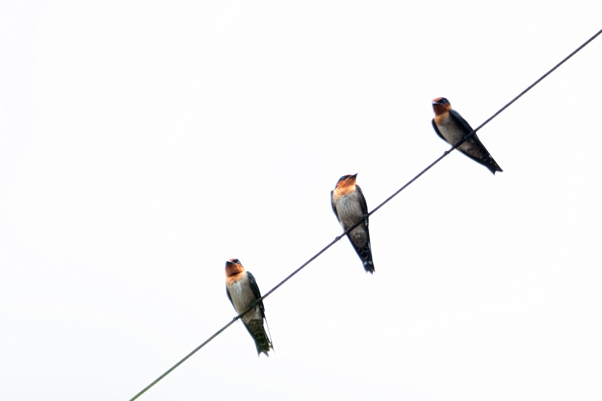 Pacific Swallow - ML646842001