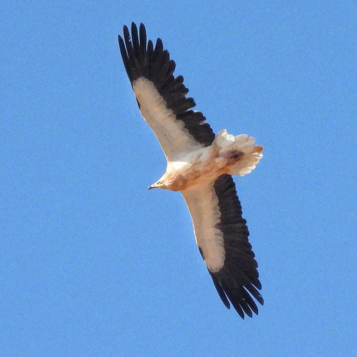 Egyptian Vulture - ML646842003
