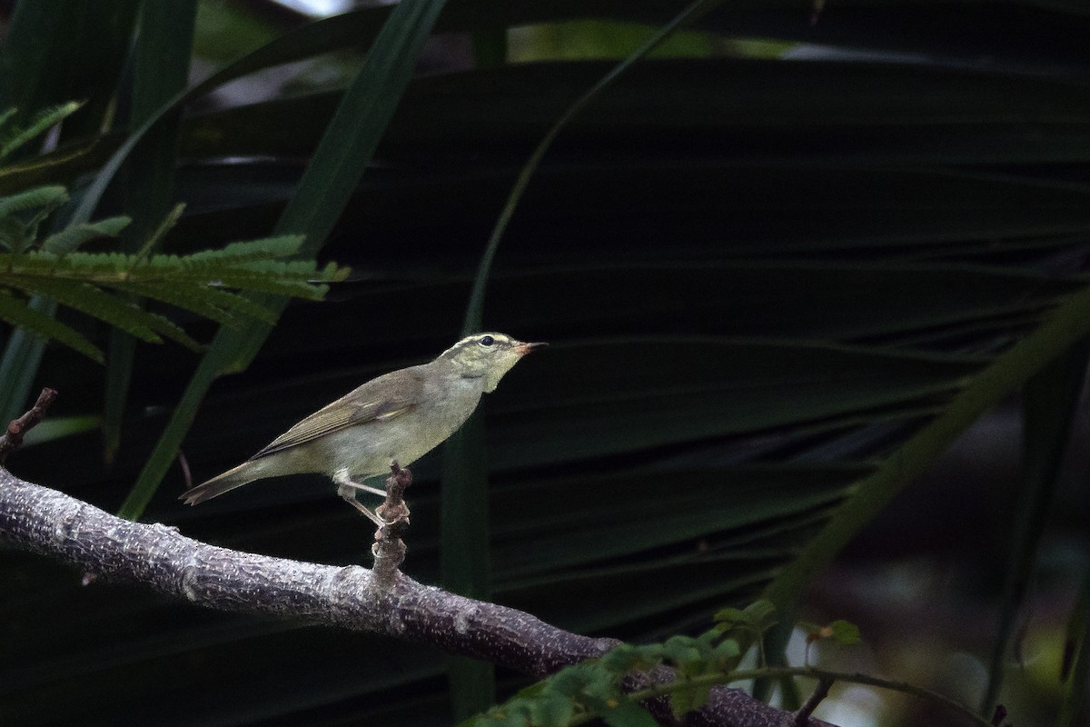 Arctic Warbler - ML646842004