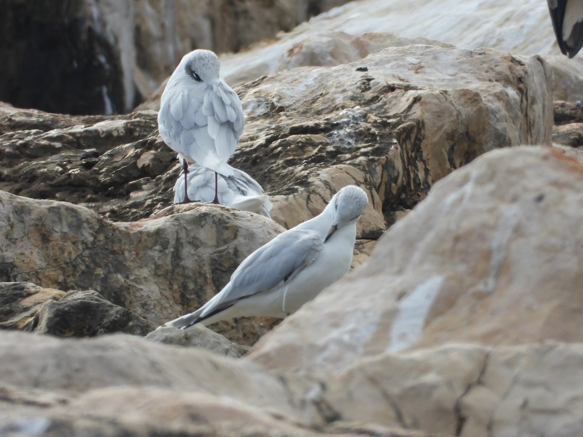Mediterranean Gull - ML646842005