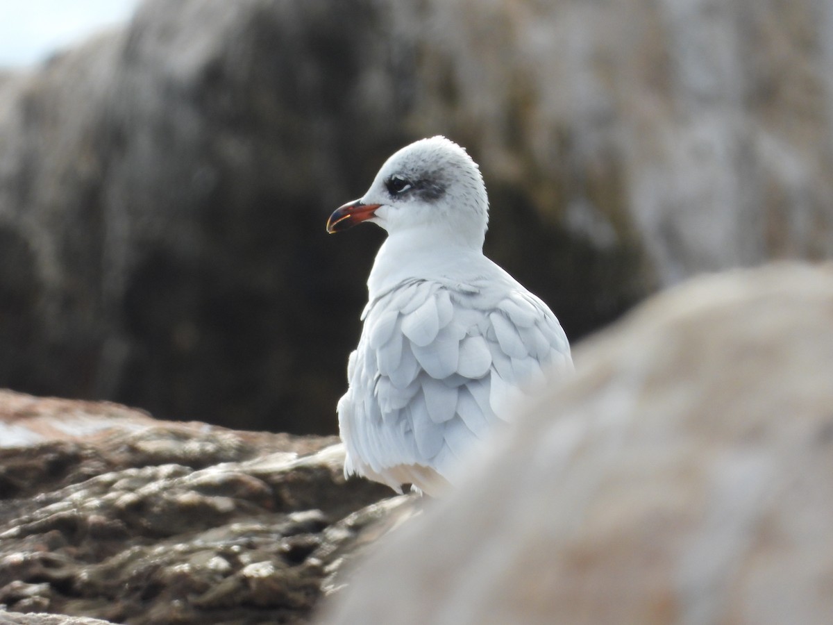 Mediterranean Gull - ML646842006