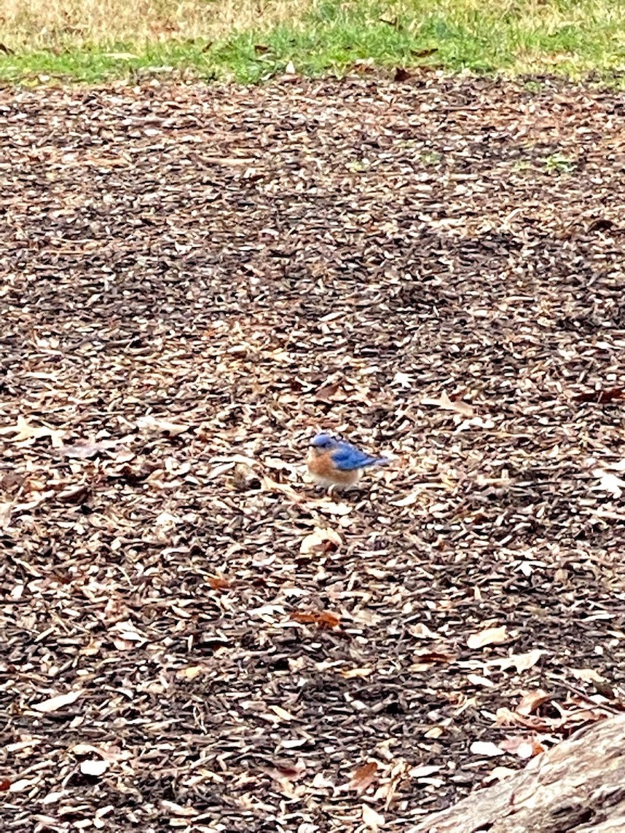Eastern Bluebird - ML646842007