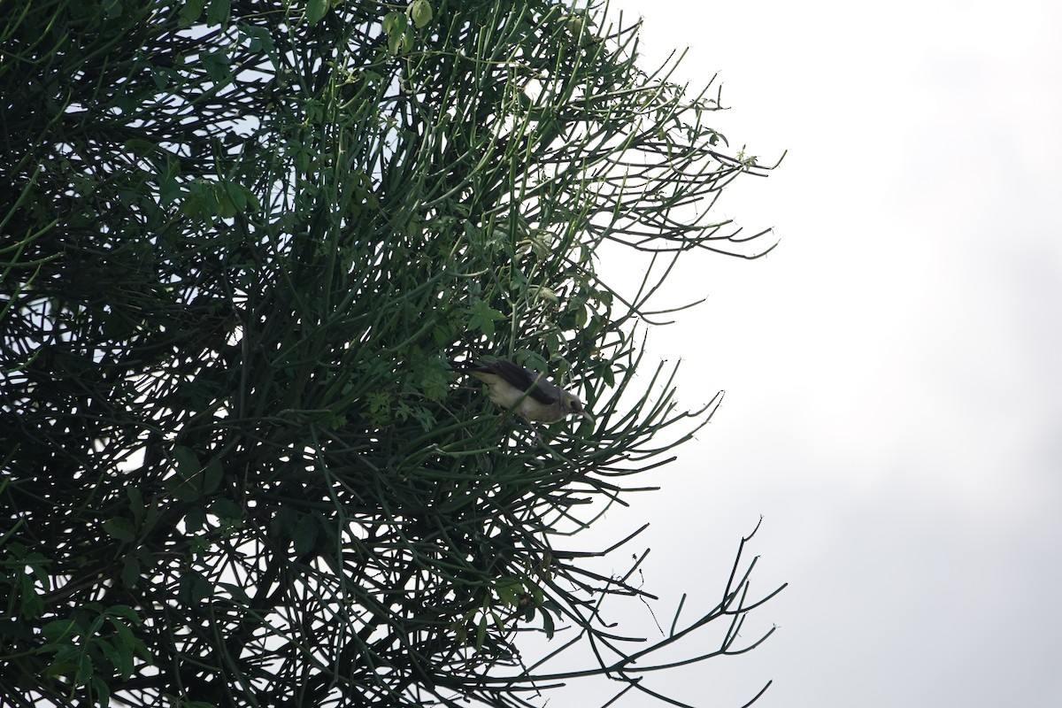 Wattled Starling - ML646842008