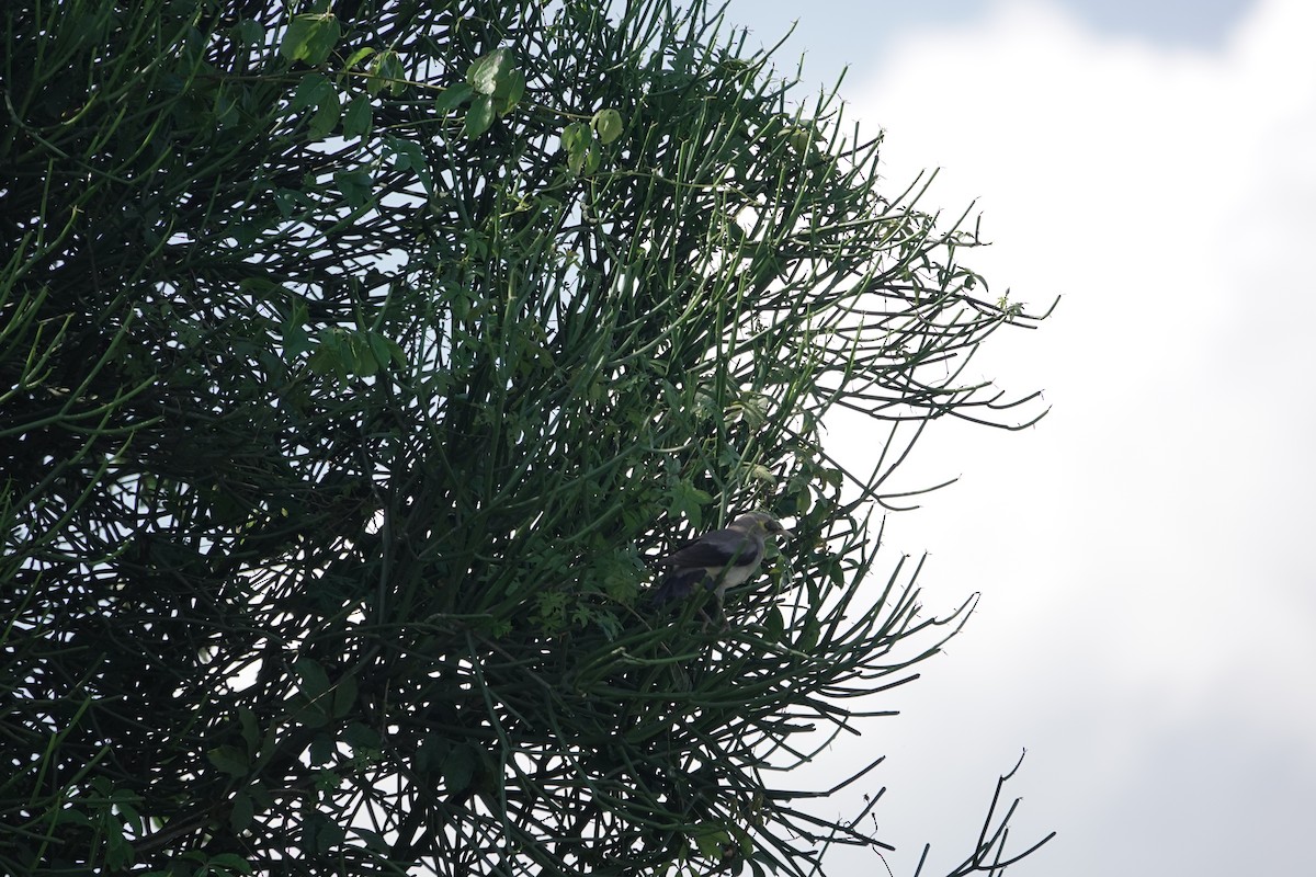 Wattled Starling - ML646842009