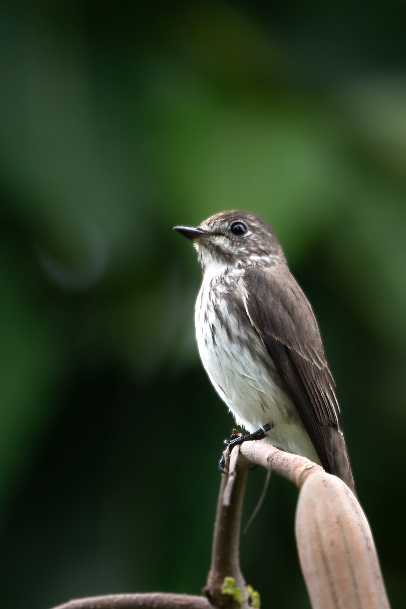 Asian Brown Flycatcher - ML646842010