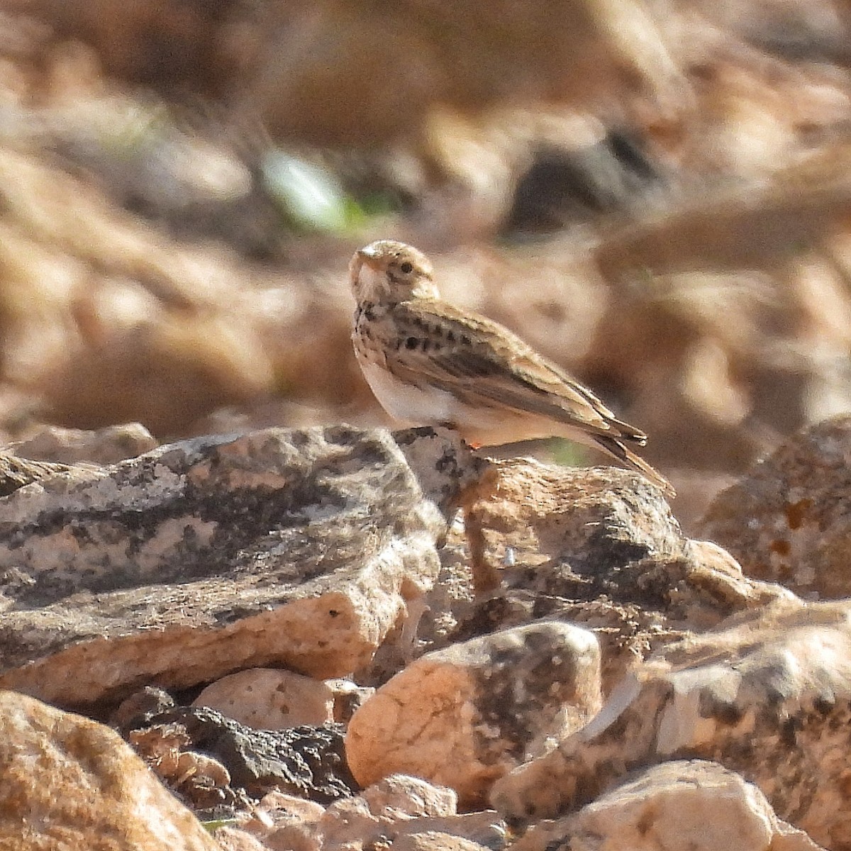 Mediterranean Short-toed Lark - ML646842011