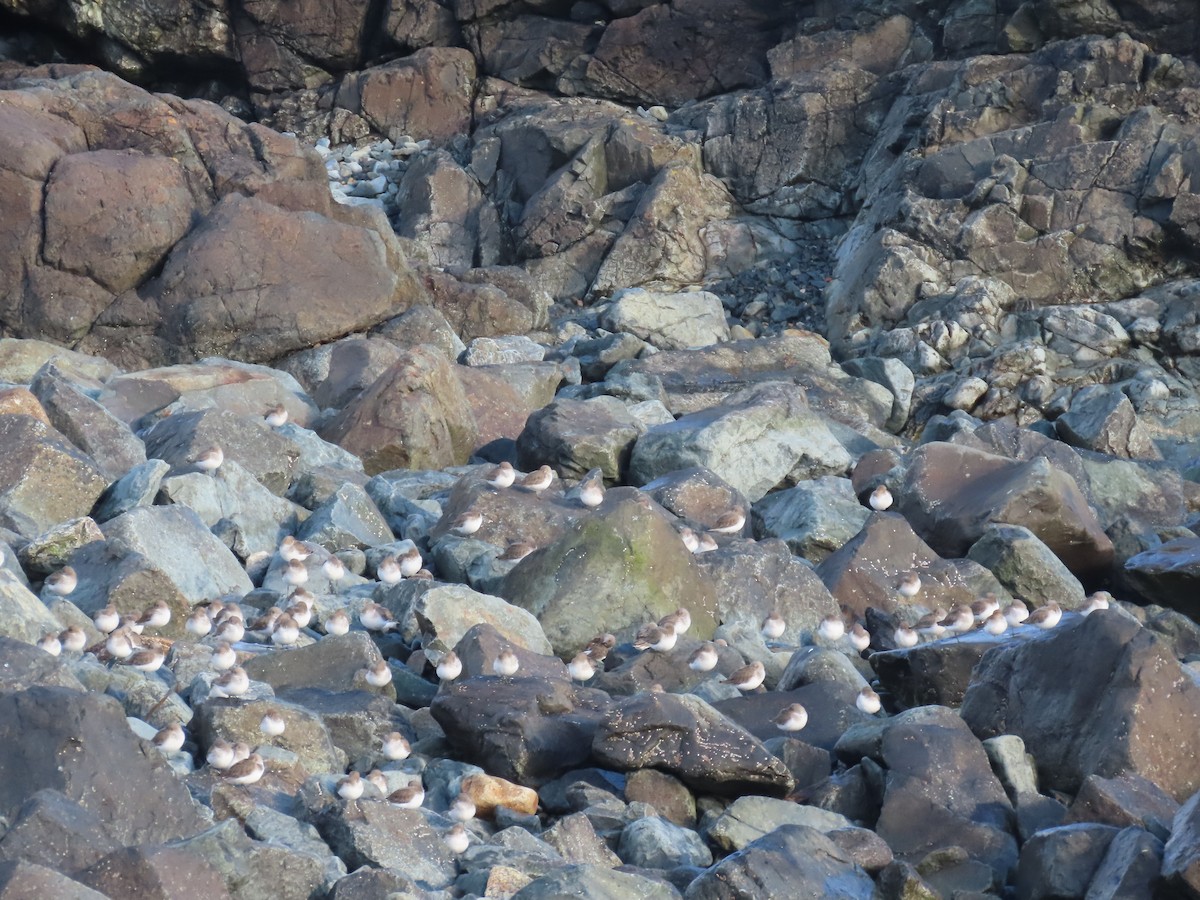 Dunlin - ML646842012
