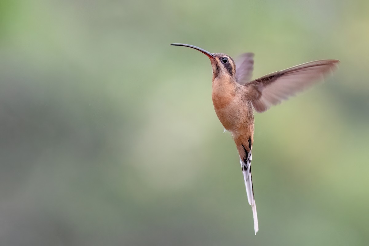 Planalto Hermit - ML646842020