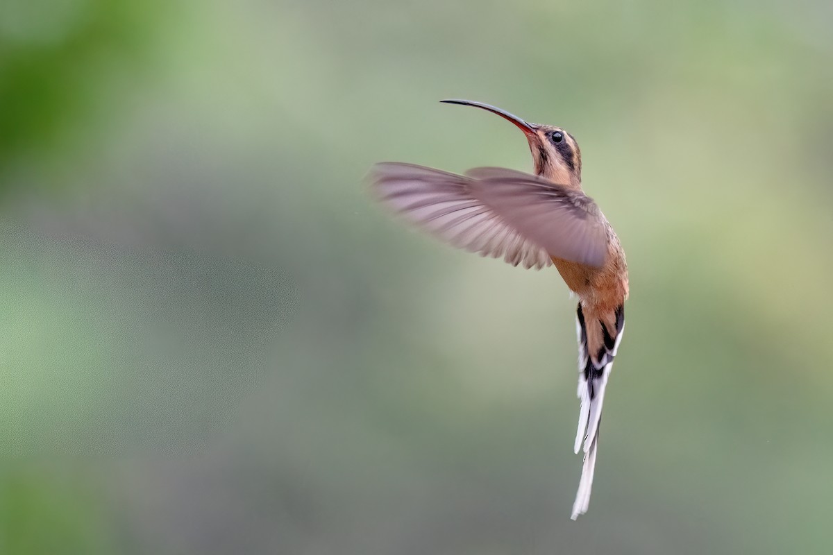 Planalto Hermit - ML646842021