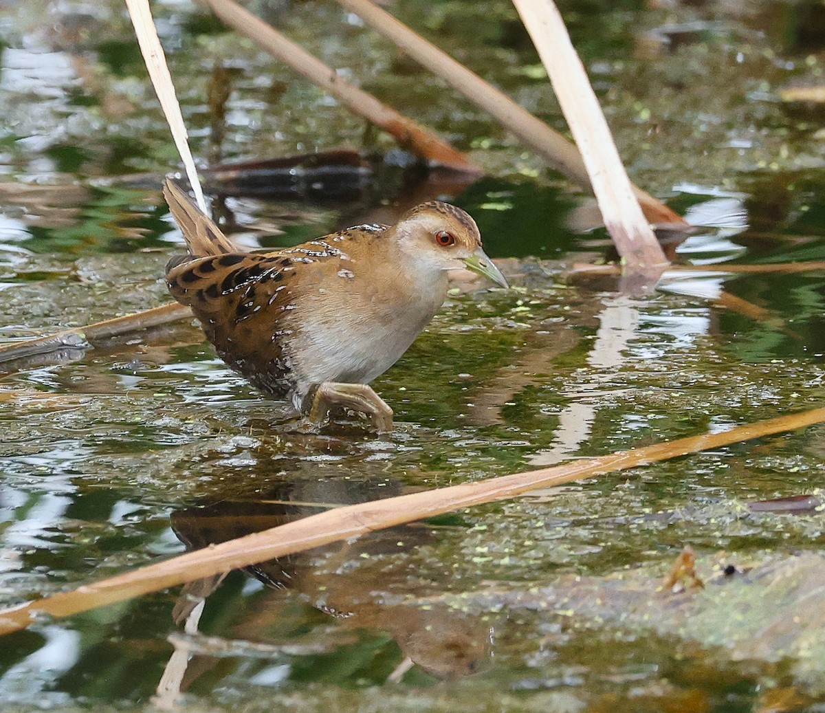 chřástal nejmenší - ML646842023