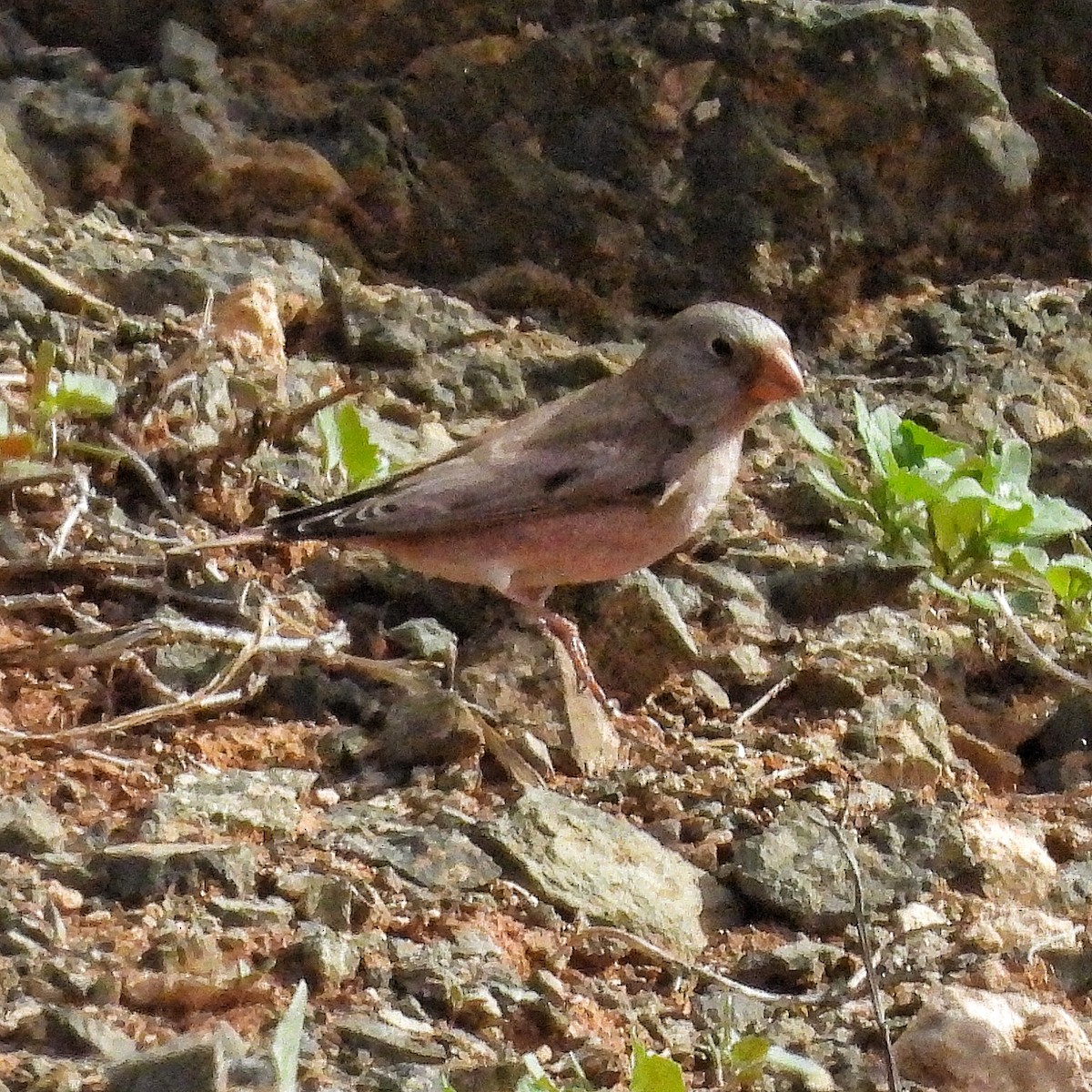 Trumpeter Finch - ML646842024