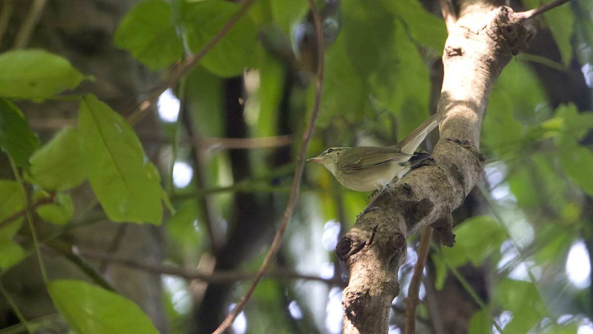 עלווית גדולת-מקור - ML646842025