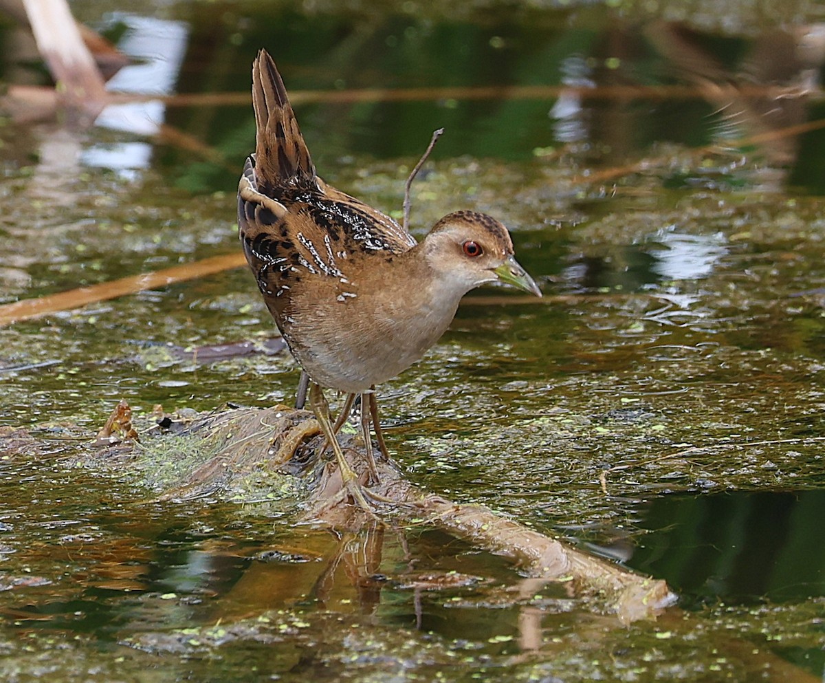 chřástal nejmenší - ML646842029