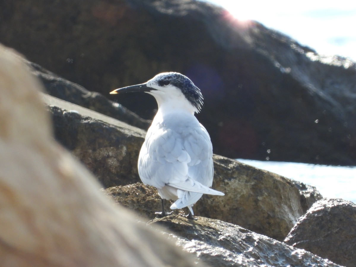 白嘴端燕鷗 - ML646842033