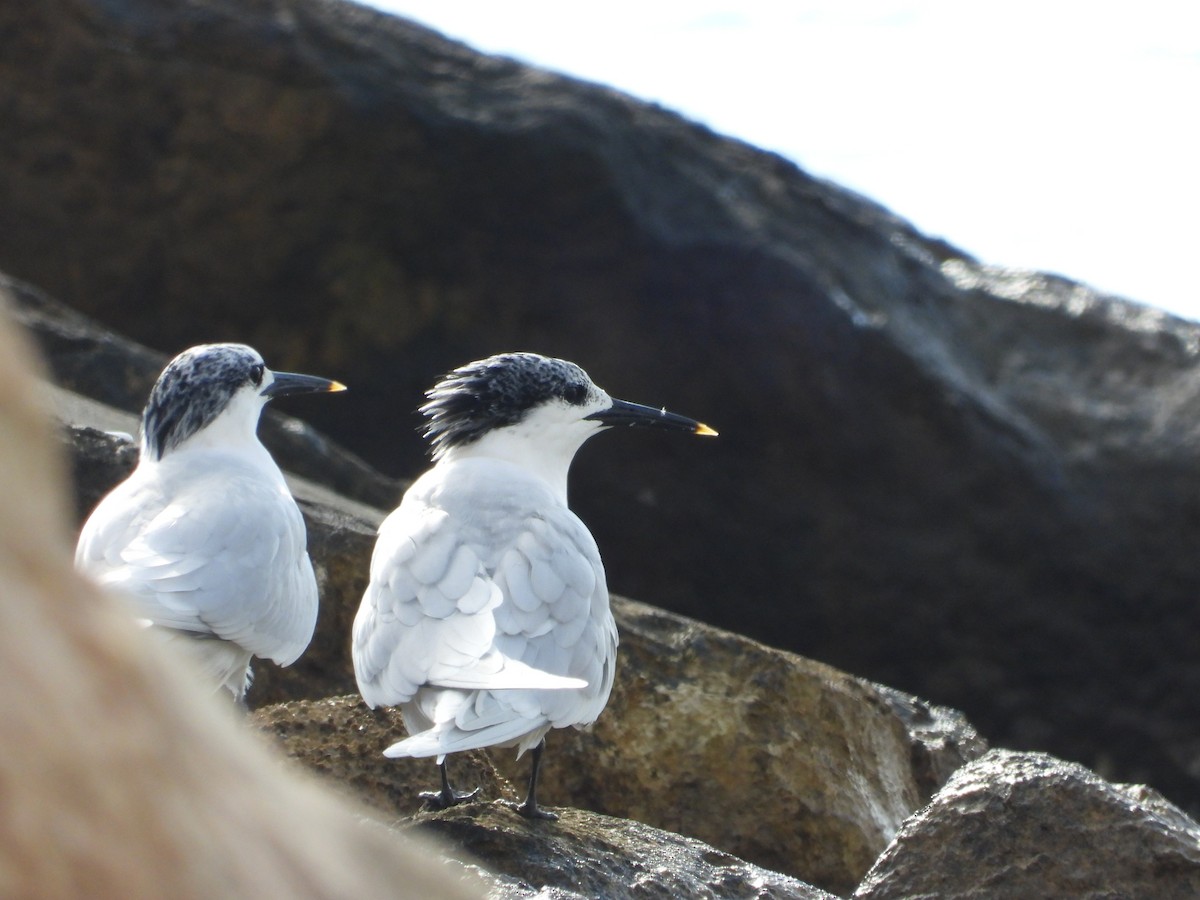 白嘴端燕鷗 - ML646842034