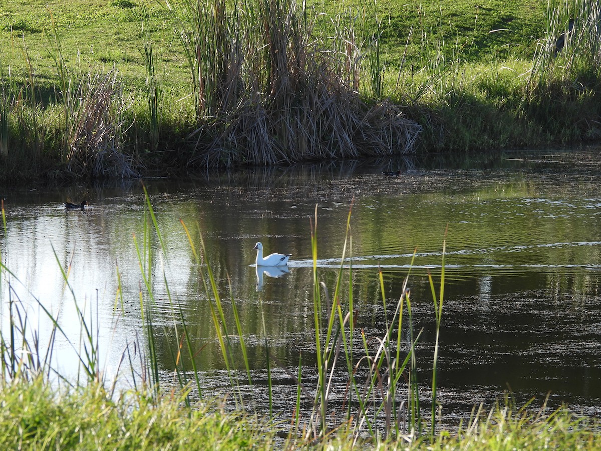 Snow Goose - ML646842035