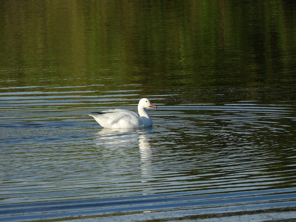 Snow Goose - ML646842036