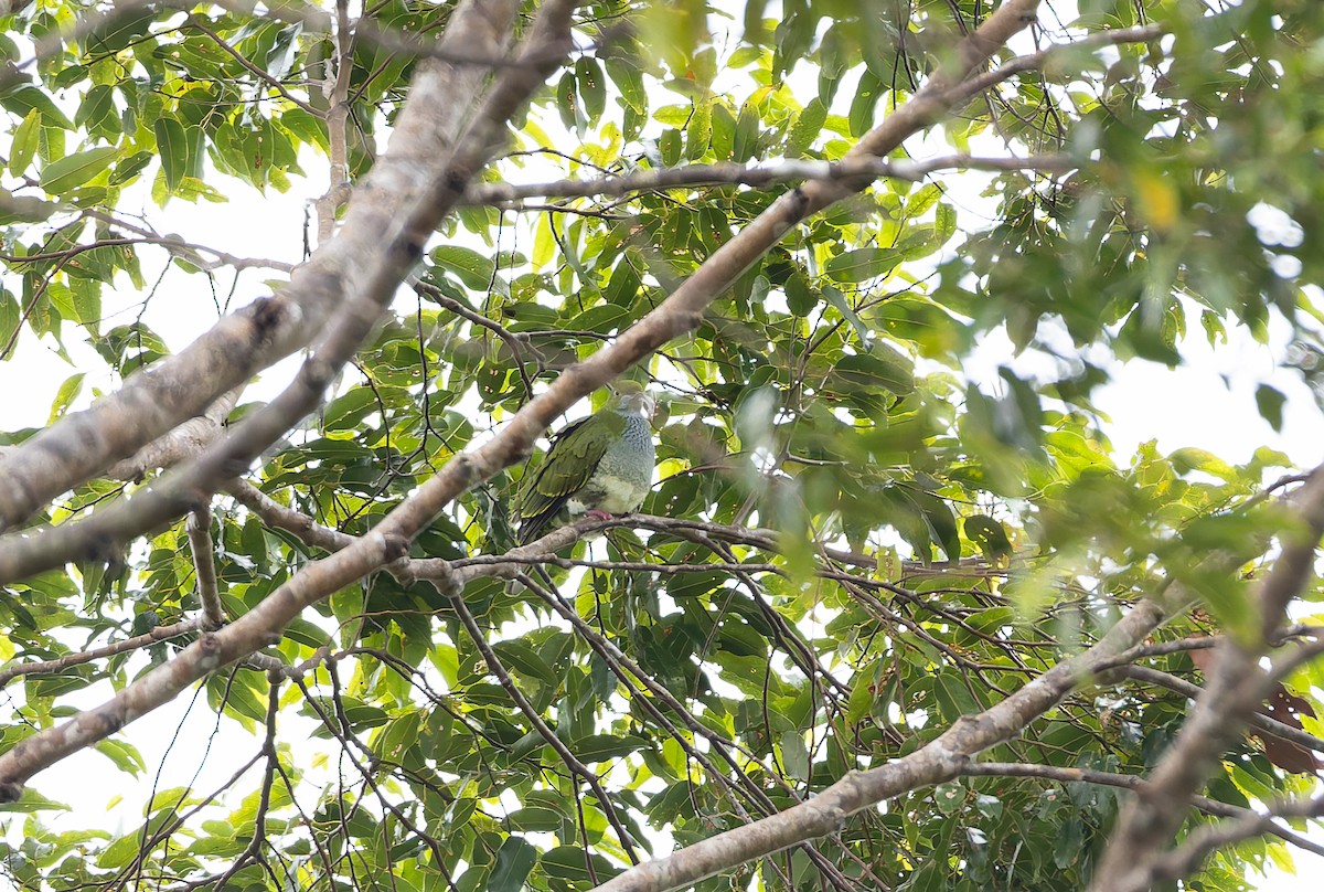 Ptilope superbe (superbus) - ML646842038