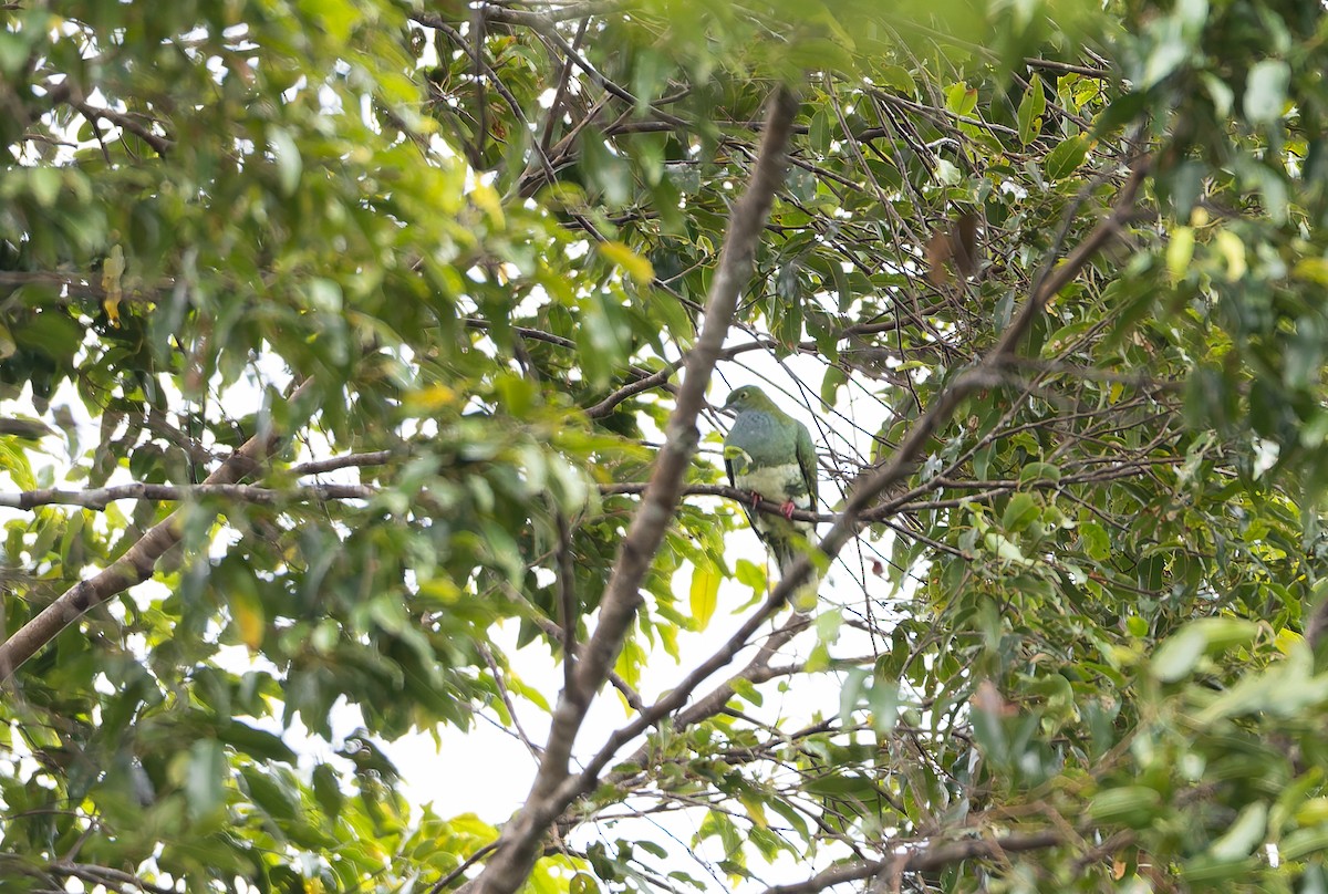 Ptilope superbe (superbus) - ML646842039