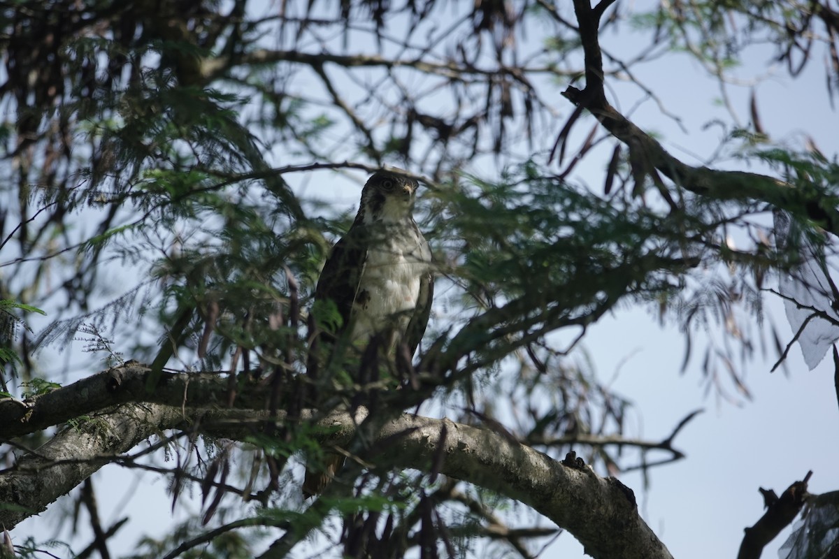 Augur Buzzard (Augur) - ML646842041