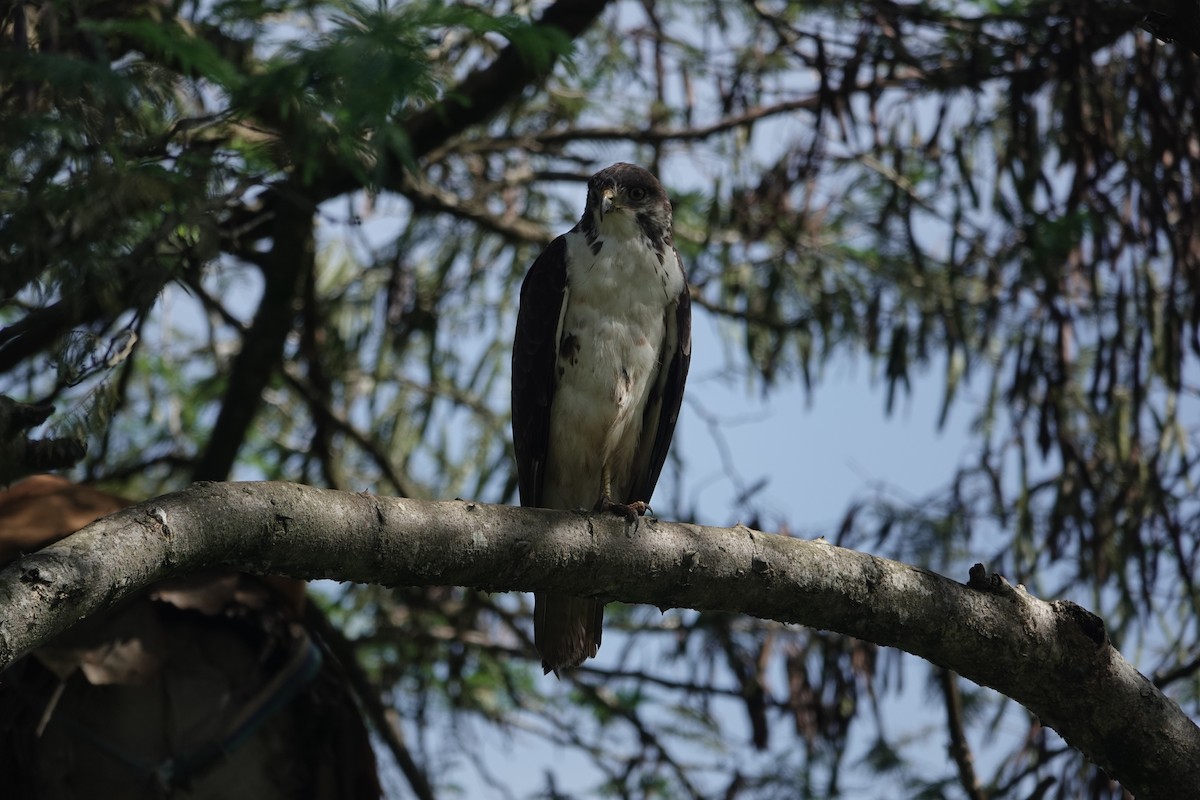 Augur Buzzard (Augur) - ML646842042