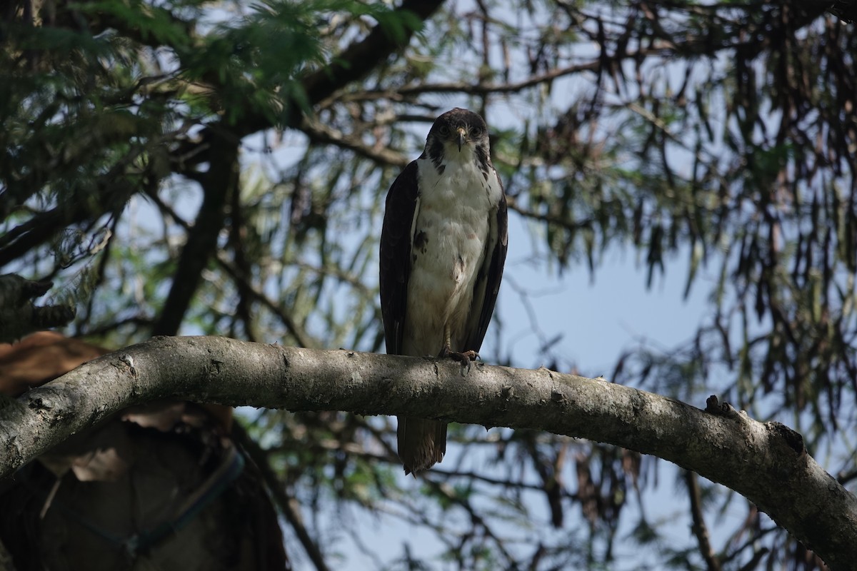 Augur Buzzard (Augur) - ML646842043