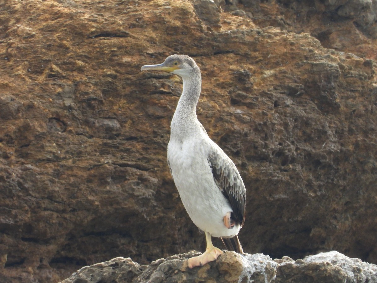 European Shag - ML646842056