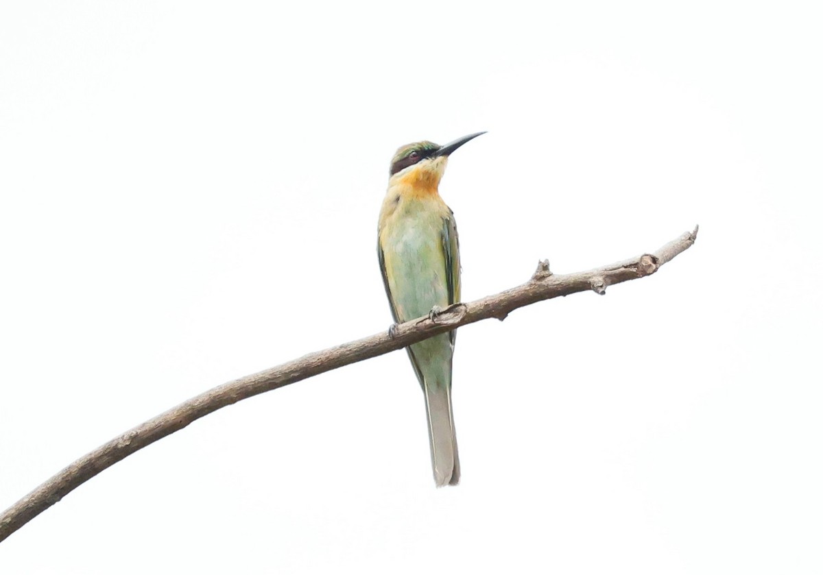 Blue-tailed Bee-eater - ML646842061