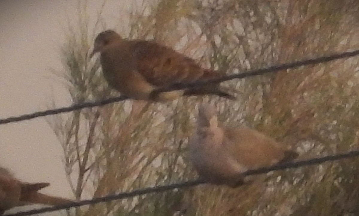 Tórtola Oriental - ML646842064