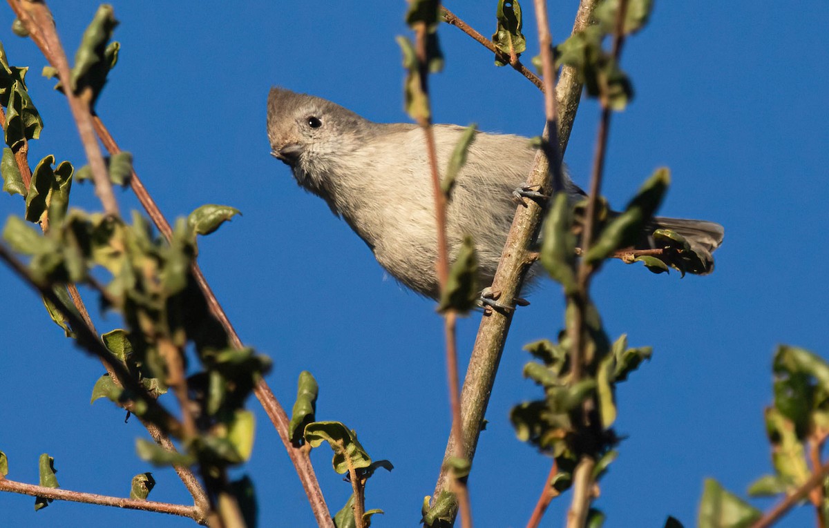 ハイエボシガラ - ML646842065