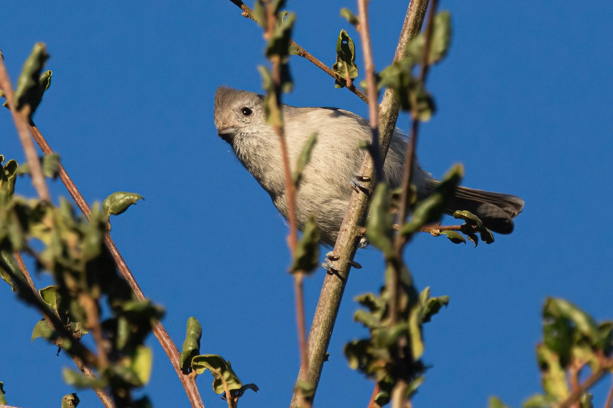 ハイエボシガラ - ML646842066