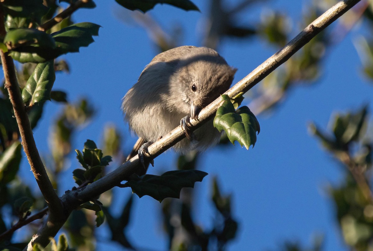 ハイエボシガラ - ML646842067