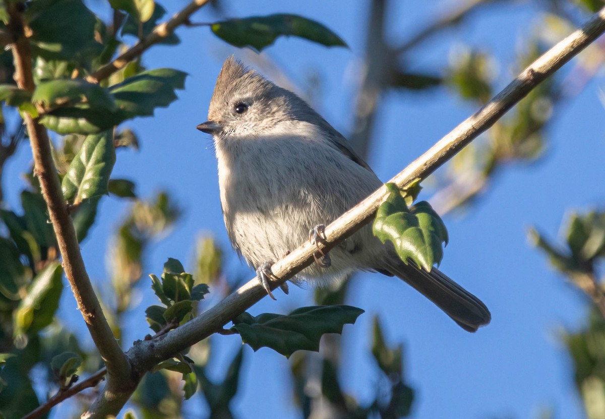 ハイエボシガラ - ML646842068