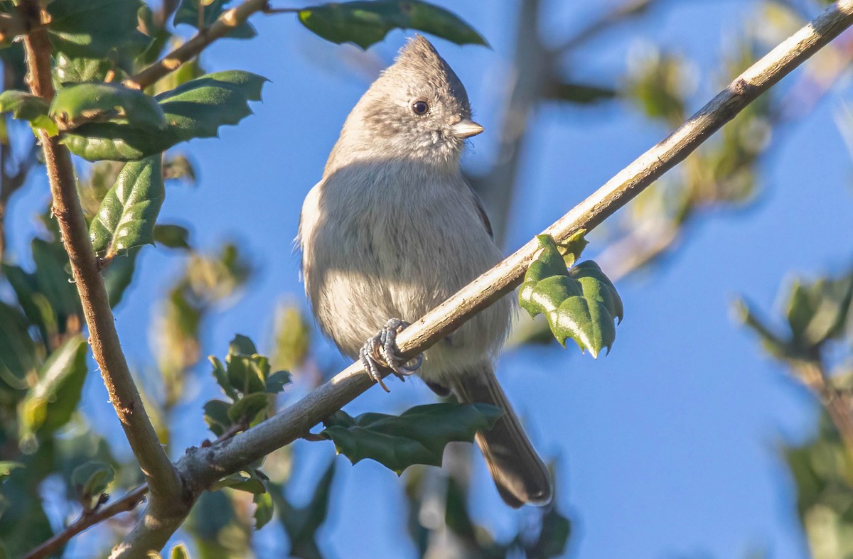 ハイエボシガラ - ML646842069